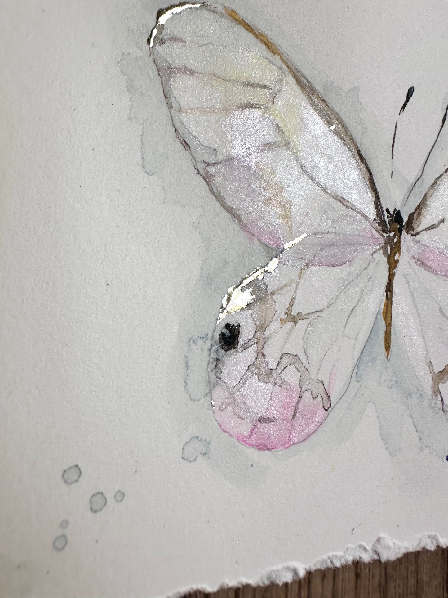 Greta oto, punk Glasswing Butterfly (Framed)