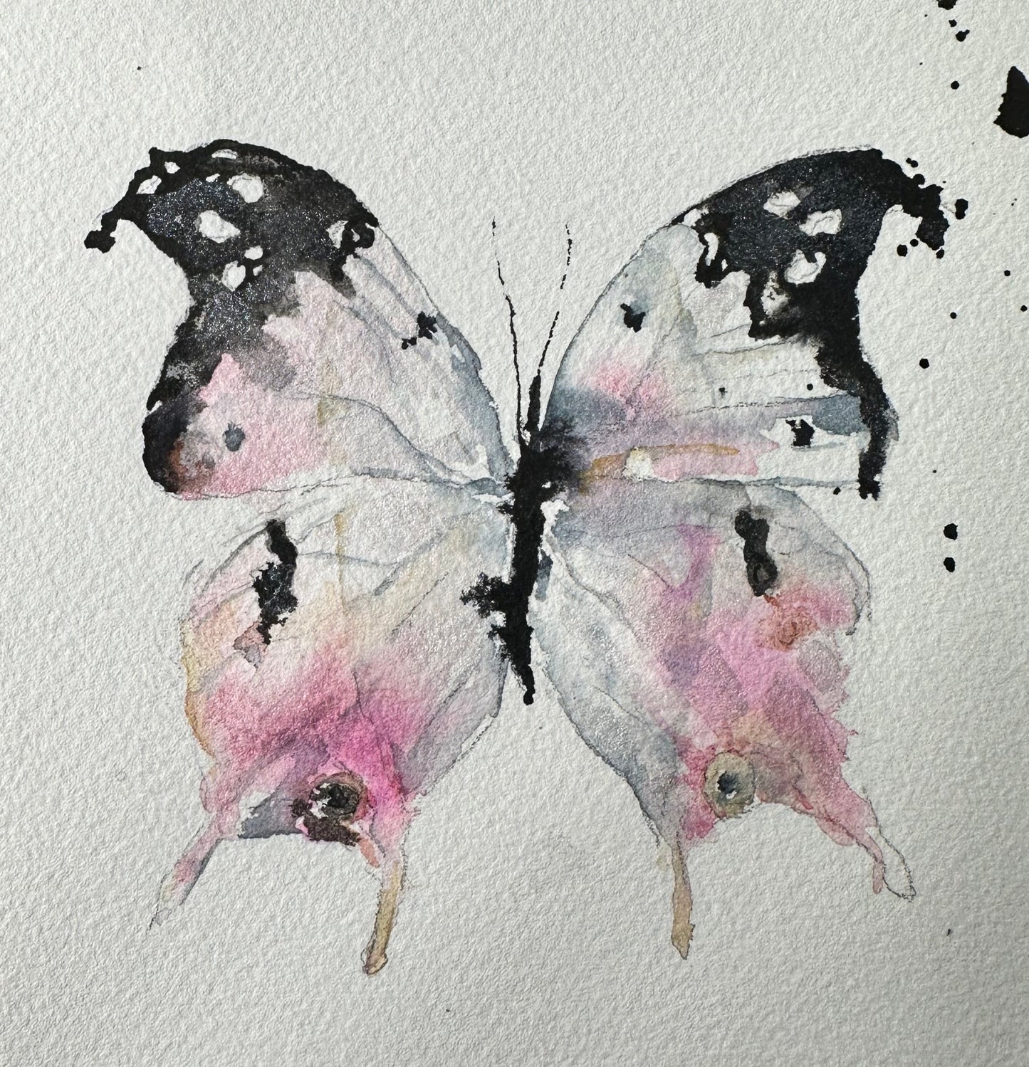 Protogoniomorpha duprei, the Malagasy mother-of-pearl Butterfly