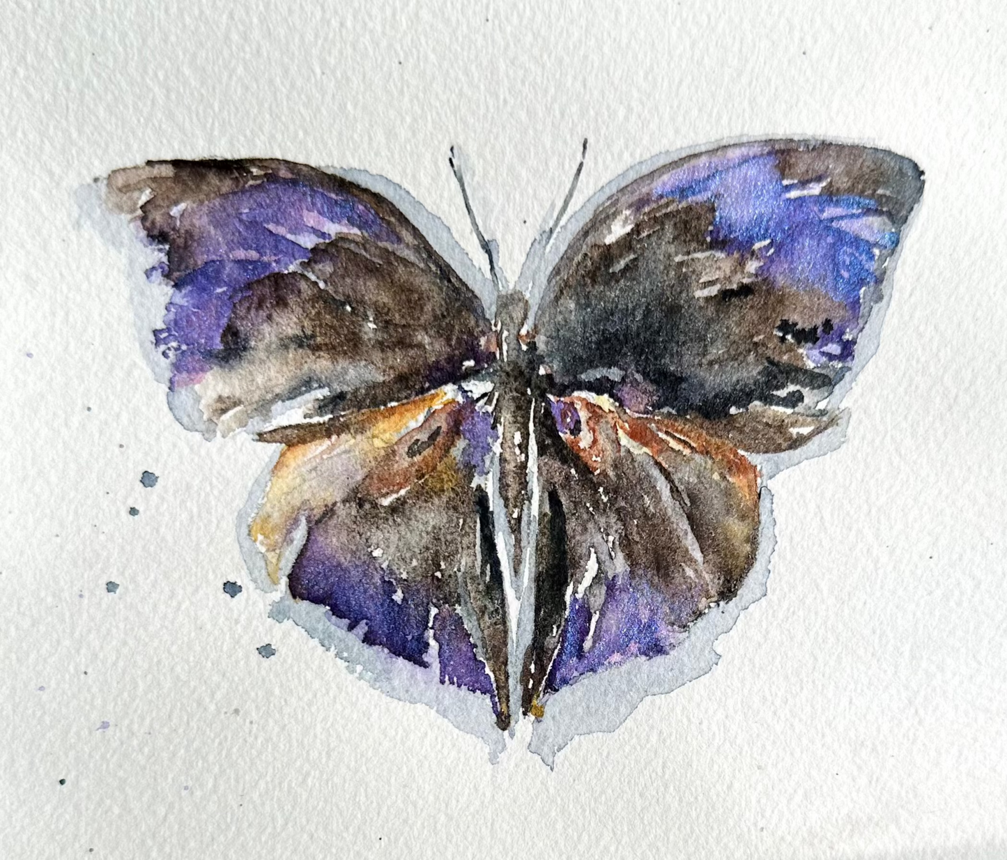 Zeuxidia aurelius aurelius Malaysia - The Giant Saturn Butterfly