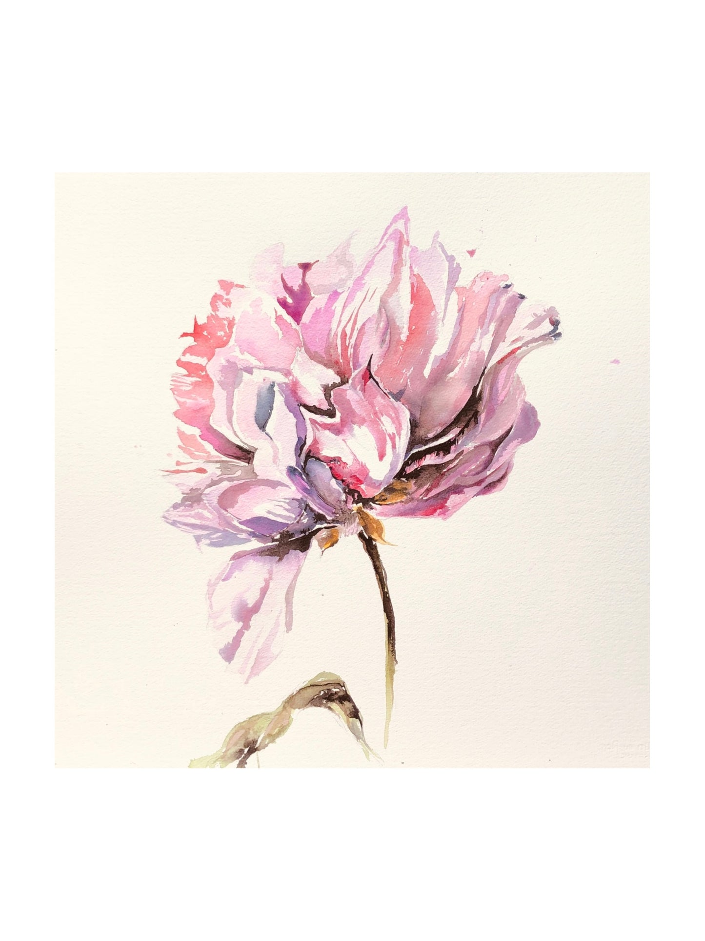 Pink Peony - print