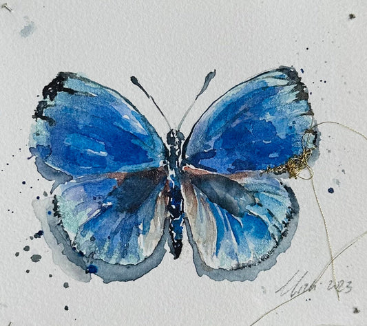 Asterope optima - Blue Broken Butterfly