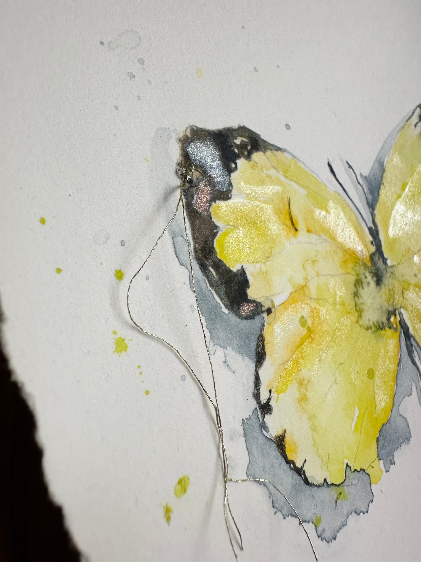 Eurema Smilax, the Small Grass Yellow Broken Butterfly