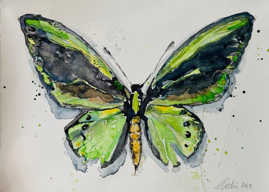 Northern Birdwing Butterfly