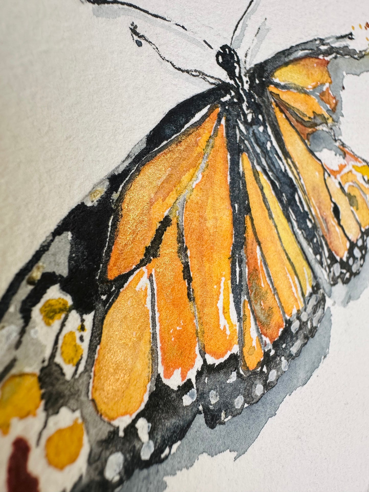 Monarch Broken Butterfly w/ Gold Leaf