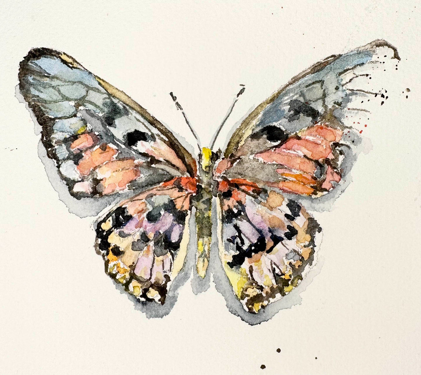 Broken Butterfly - Acraea Swordtail